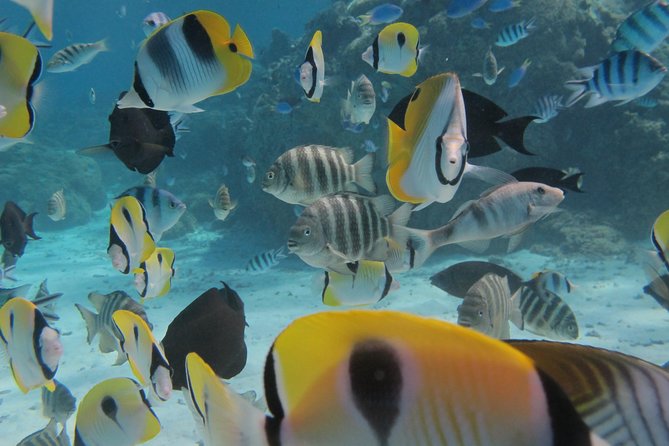 Bora Bora Lagoon Snorkeling Tour by Private Boat - Manta rays and eagle rays in open water