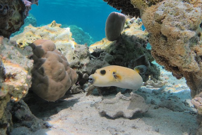 Bora Bora Lagoon Snorkeling Tour by Private Boat - The outer reef and the chance to see sharks