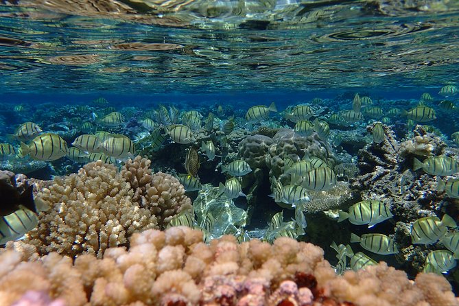 Bora Bora Lagoon Snorkeling Tour by Private Boat - The aquarium area and other possible stops