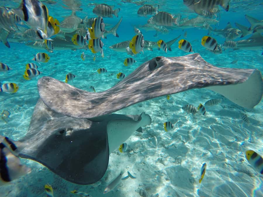 Bora Bora: Lagoon Tour and Snorkeling Experience - Key points to know before you book