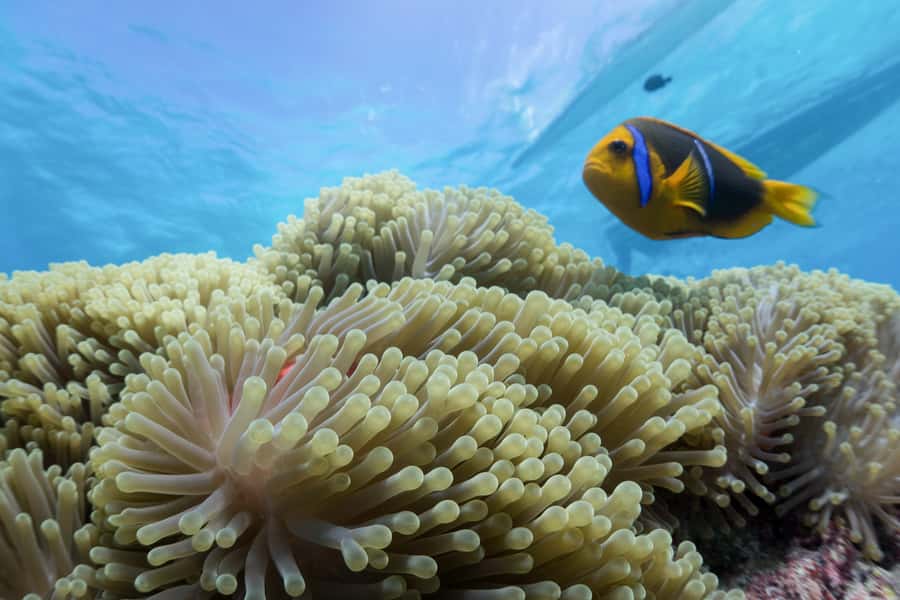 Bora Bora: Lagoon Tour and Snorkeling Experience - Second stop: the coral garden and tropical fish