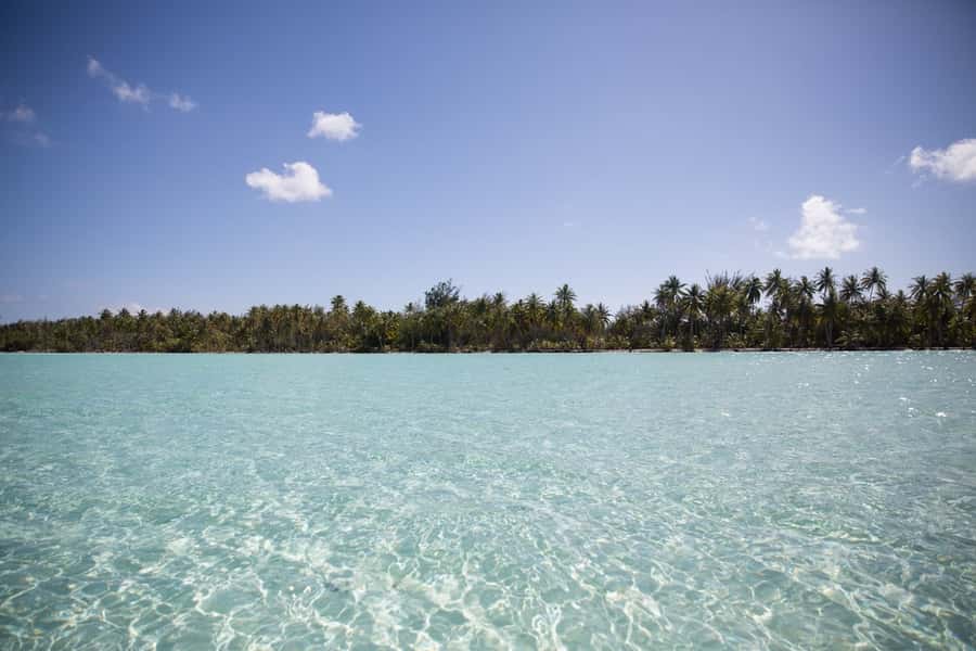 Bora Bora: Lagoon Tour and Snorkeling Experience - Final stop: blacktip and lemon sharks