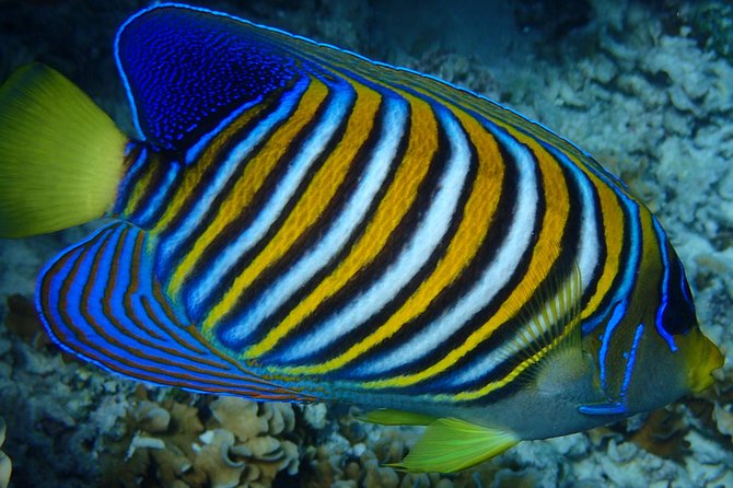 Bora Bora: Luxury Private Half Day Snorkeling Tour - Stop one: searching for manta and eagle rays