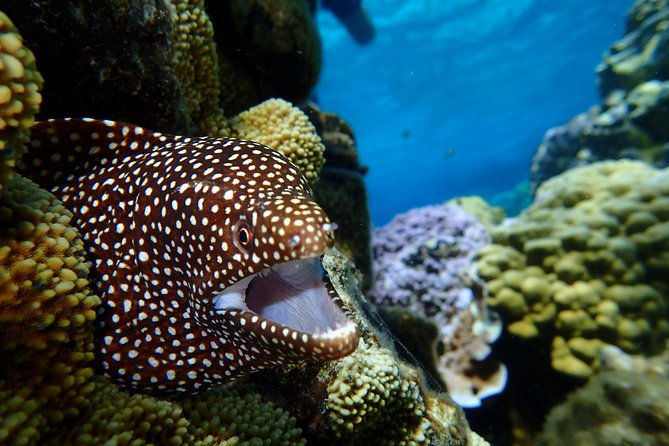 Bora Bora: Luxury Private Half Day Snorkeling Tour - Coral gardens and tropical fish