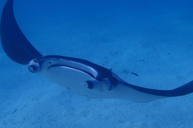 Bora Bora: Luxury Private Half Day Snorkeling Tour - Pickup and the first run across the lagoon