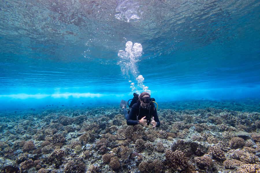 Bora Bora: Morning 2 tank dive for certified divers - From your hotel to the open water