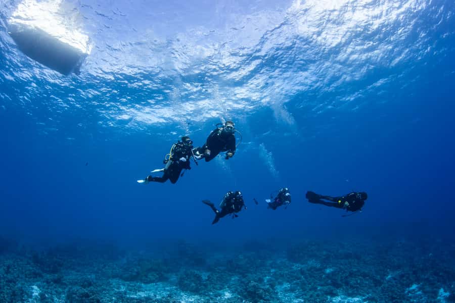 Bora Bora: Morning 2 tank dive for certified divers - What the price means at $227