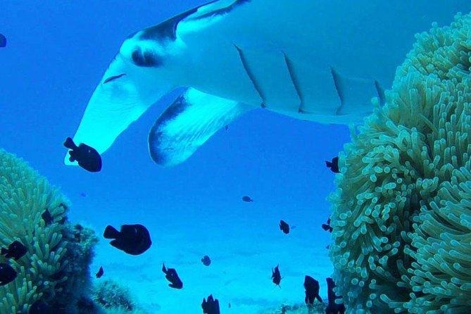 Bora Bora Private Lagoon Tours - What to expect from the water time