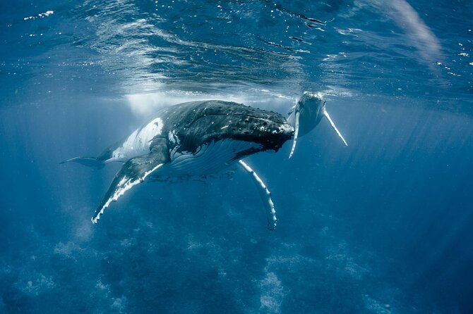 Bora Bora Whale Watching - Chasing humpbacks across Bora Bora’s open water