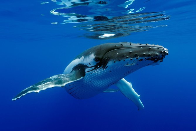 Bora Bora Whale Watching - Swimming with whales is possible, never guaranteed