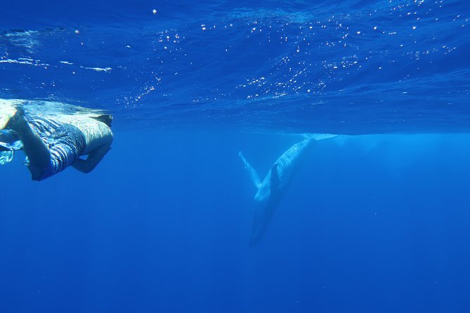 Bora Bora Whale Watching - Private attention, with an important group-size detail