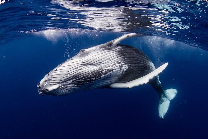 Bora Bora Whale Watching - Is $309.73 per person a fair price?