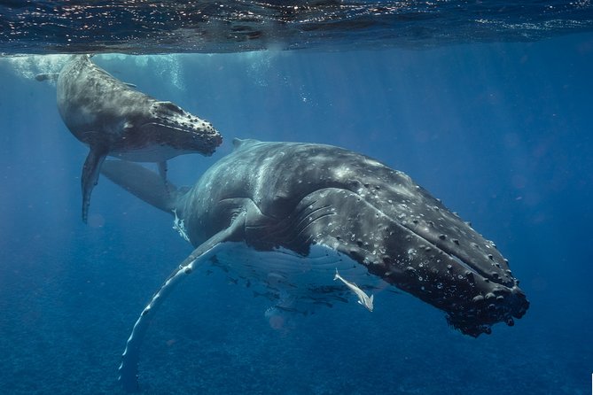 Bora Bora Whale Watching - What the hydrophone adds to the trip