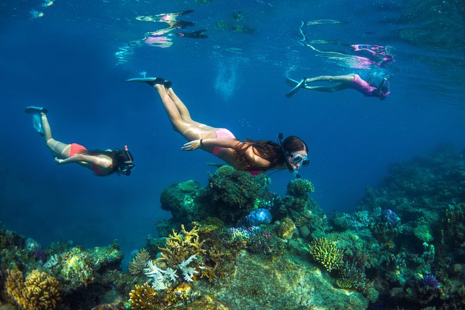 Captain Cook Cruises Fiji - Island and Reef Day Cruise - Snorkeling, reef viewing, and the glass-bottom boat