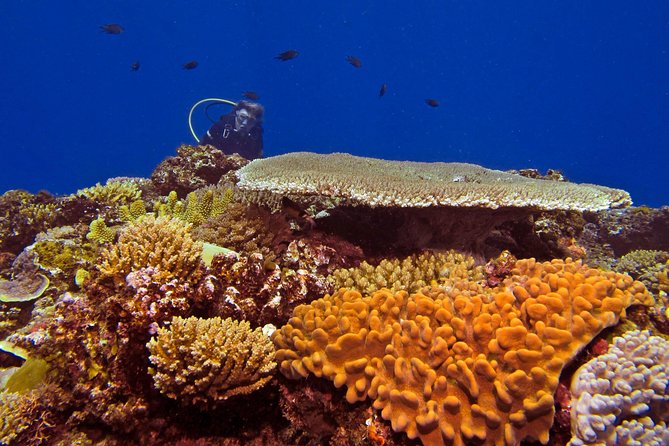 Certified Scuba Diving with Whitetip Marine Adventures team - Key points before you book
