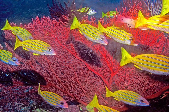 Certified Scuba Diving with Whitetip Marine Adventures team - Marine life to watch for around Fiji