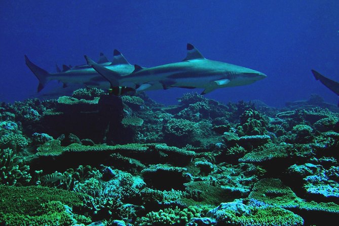 Certified Scuba Diving with Whitetip Marine Adventures team - Is the $221.07 price good value?