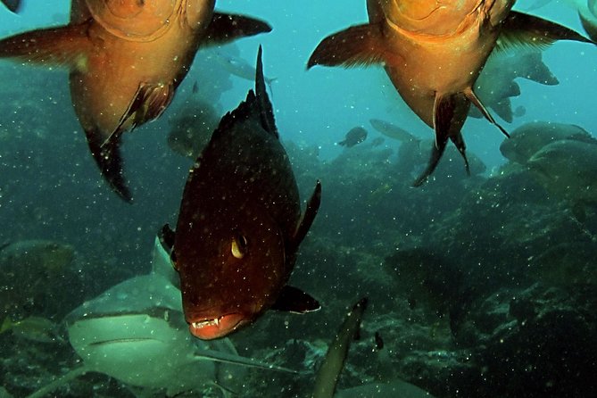 Certified Scuba Diving with Whitetip Marine Adventures team - The certification detail you should understand