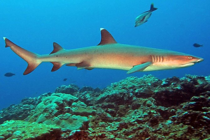 Certified Scuba Diving with Whitetip Marine Adventures team - Who will enjoy this most