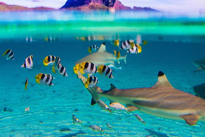Combo Diving and Snorkeling Full Day Tour - The motu stop and Mount Otemanu view