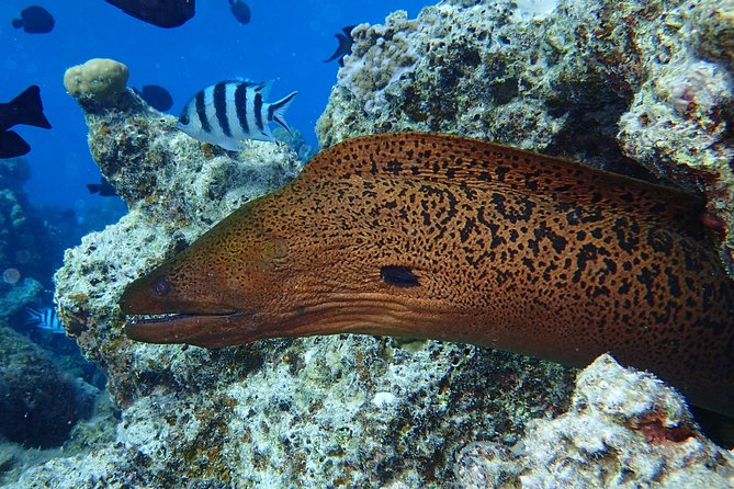 Combo Diving and Snorkeling Full Day Tour - Pickup, timing, and physical demands