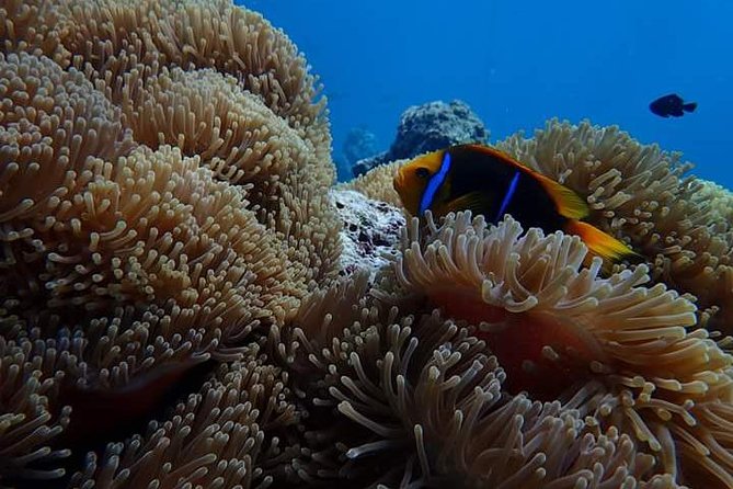 Combo Diving and Snorkeling Half-Day Tour - Why the combination works for couples