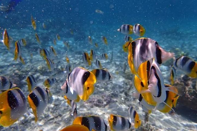 Combo Diving and Snorkeling Half-Day Tour - What makes the snorkeling worthwhile