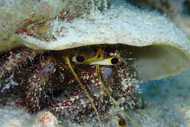 Combo Diving and Snorkeling Half-Day Tour - Price, value, and the private-tour tradeoff