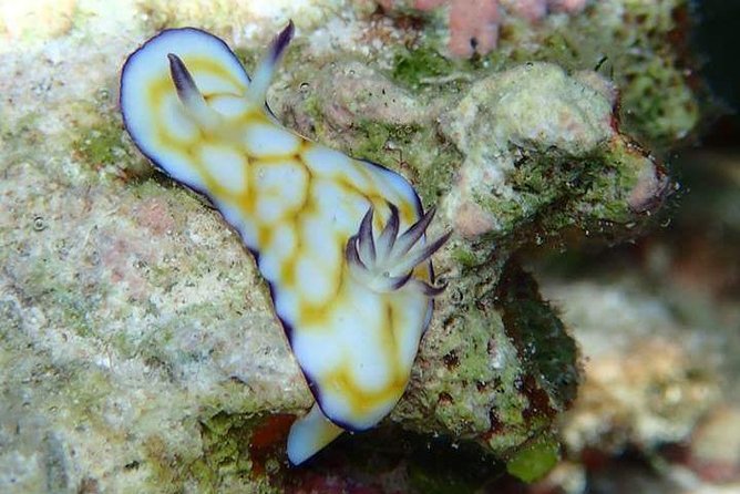 Combo Diving and Snorkeling Half-Day Tour - Who should book this Bora Bora experience?