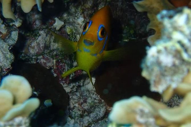 Combo Diving and Snorkeling Half-Day Tour - A private morning with David and Aimee