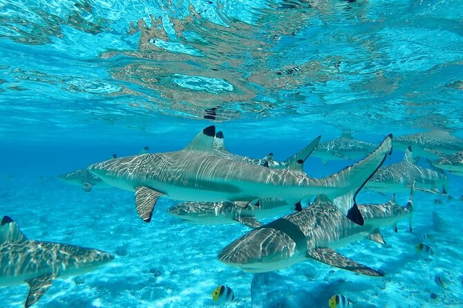 Combo snorkeling + motu lunch + jet ski group tour full day - Guides, music, and the feel of the day