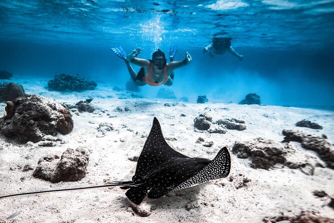 Cook Islands Turtle and Ray Tour - Key Points Before You Book