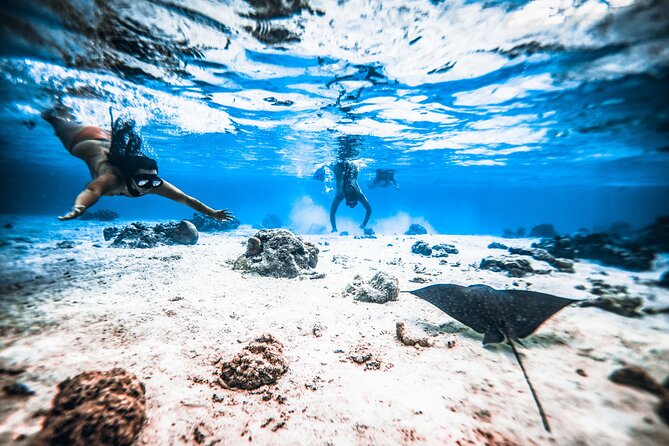 Cook Islands Turtle and Ray Tour - What You See Beneath the Surface