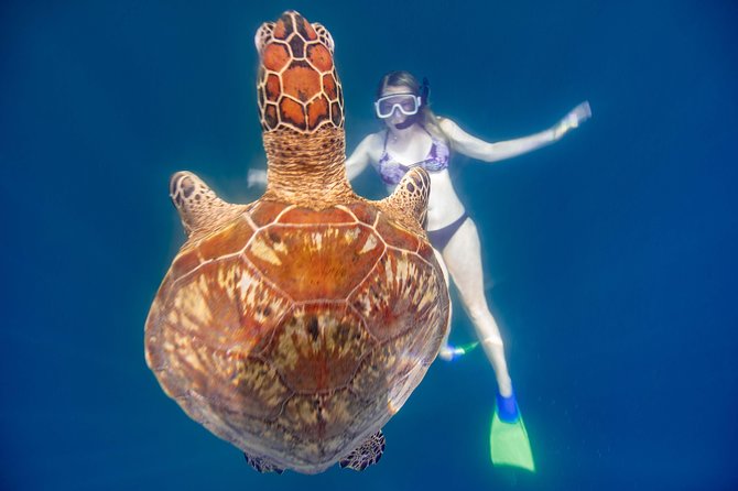Cook Islands Turtle and Ray Tour - Water Conditions and Group Size