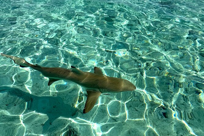 Crazy sea horse Bora Bora Comfortable boat, snorkeling and lunch - Lunch on a motu, with food and island shows