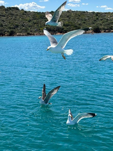 Da Palau:Tour in barca a vela nell'Arcipelago La Maddalena - Sailing out from Palau with only eight people