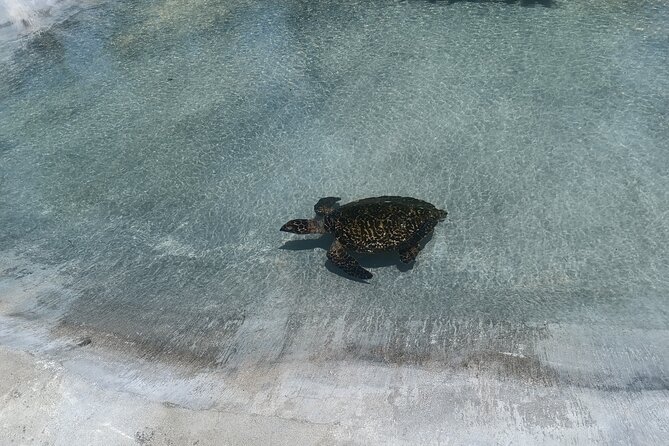 Discover Cascades & Turtle Experience with Yumi Tours - Eden on the River is beautiful, but watch your footing