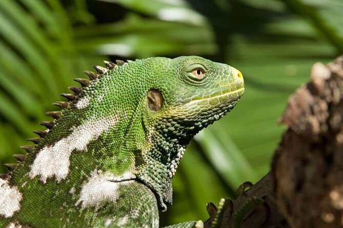 "Discover Fiji's Hidden Gems: Eco Park, Pottery Village & Dunes!" - Guides, vehicles, and the pace of the day
