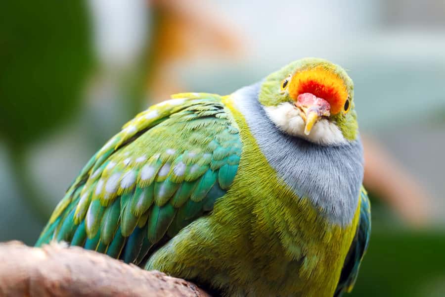 Discover Fijian Culture and Reptiles - Who should book this day trip?