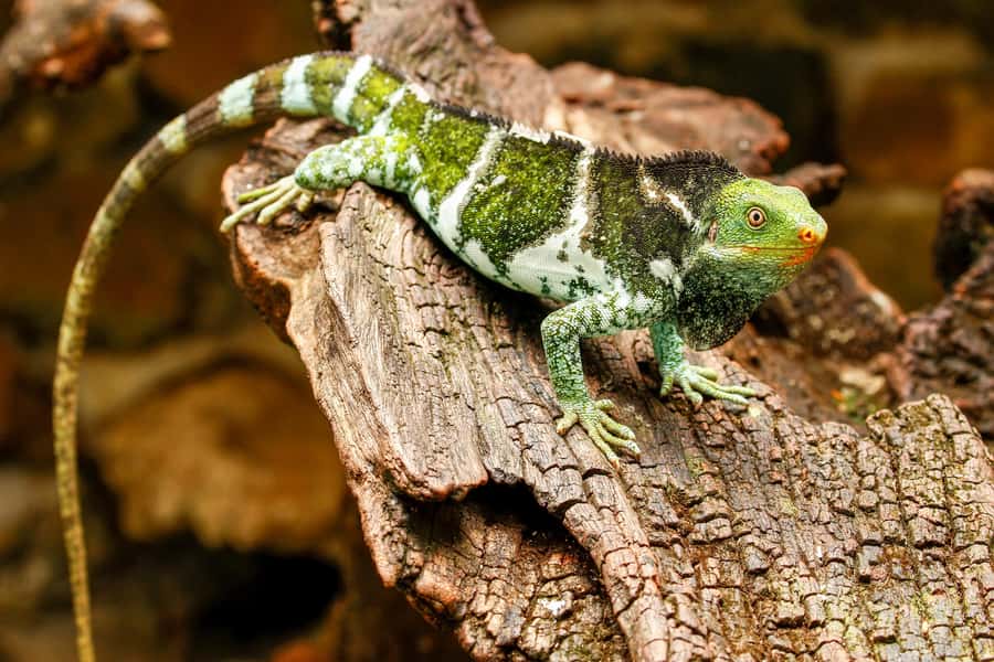 Discover Fijian Culture and Reptiles - A full day beyond Fiji’s resort belt