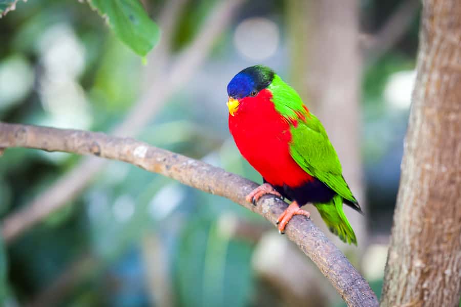 Discover Fijian Culture and Reptiles - A short temple visit in Sigatoka
