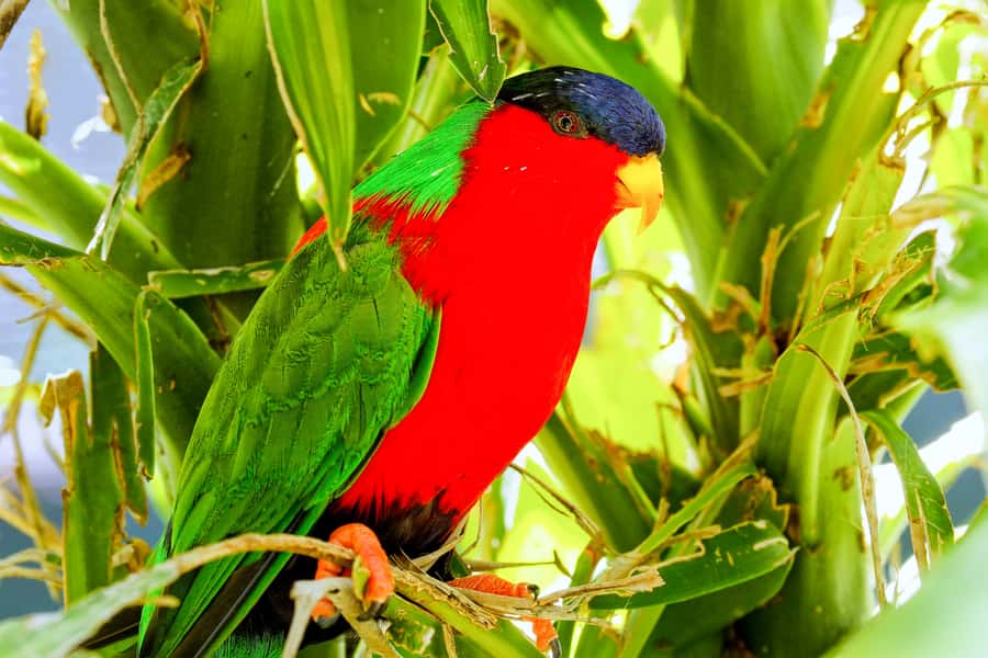 Discover Fijian Culture and Reptiles - Walking the Sigatoka Sand Dunes