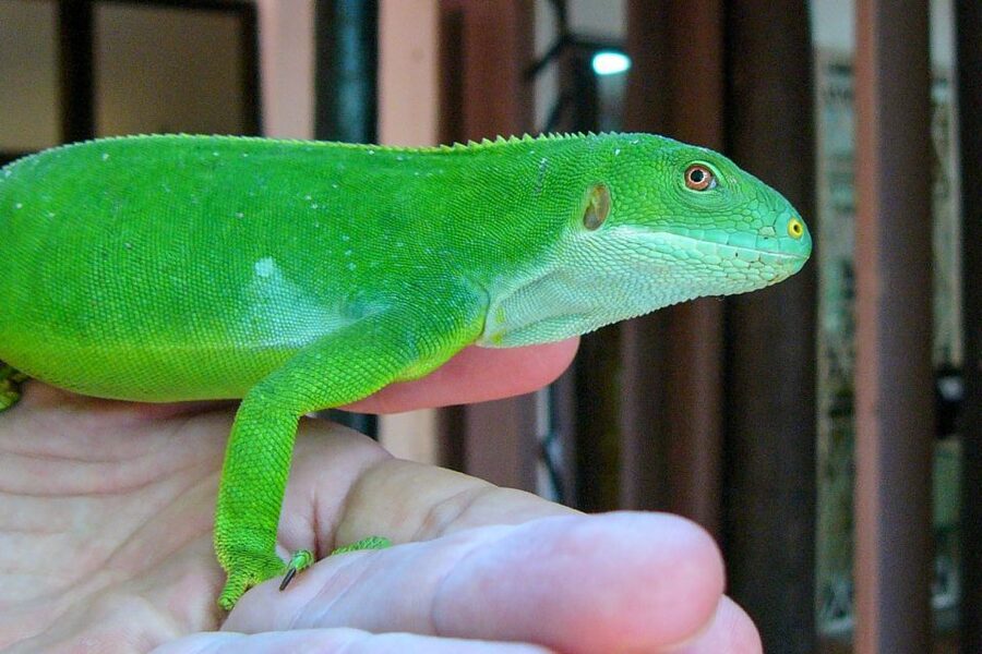Discover Fijian Culture and Reptiles - The guide can shape the whole day
