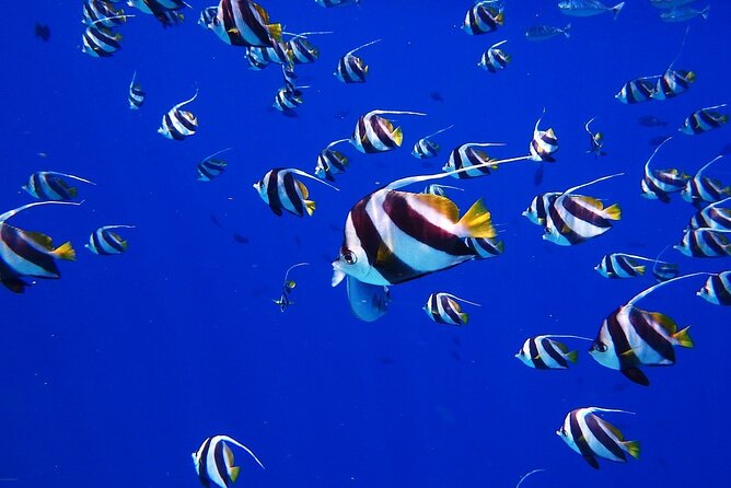 Discover the Beauty of Polynesian Waters by Boat and Snorkeling - What makes the Sapinus stop special