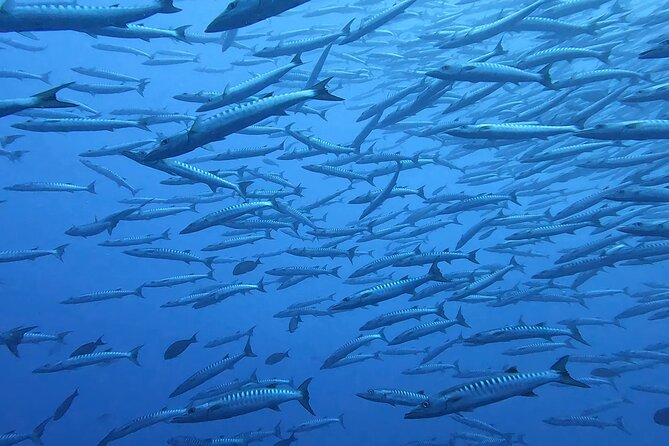 Discover the Beauty of Polynesian Waters by Boat and Snorkeling - A small boat group changes the feel