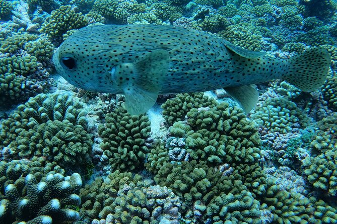Discover the Beauty of Polynesian Waters by Boat and Snorkeling - Who will enjoy this outing most?