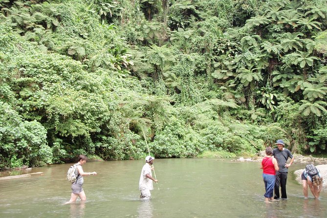 Discovery Bush Walk from Port Vila - What the guide adds to the trail
