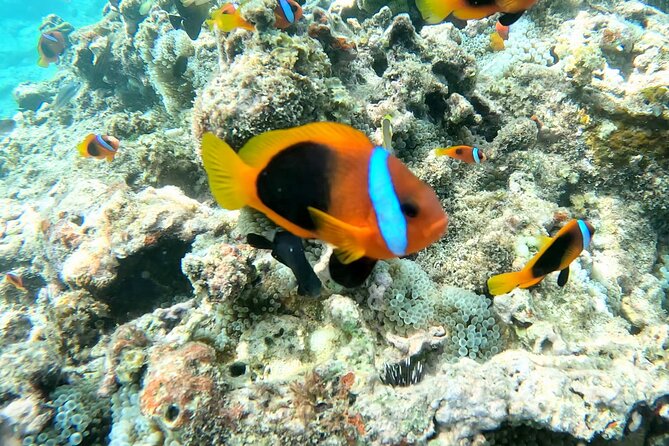 Dive Into Paradise: Snorkel Adventure at Paradise Cove - Quick facts about the Paradise Cove outing