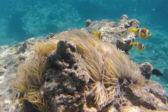 Dive Into Paradise: Snorkel Adventure at Paradise Cove - About 1.5 hours to explore the reef