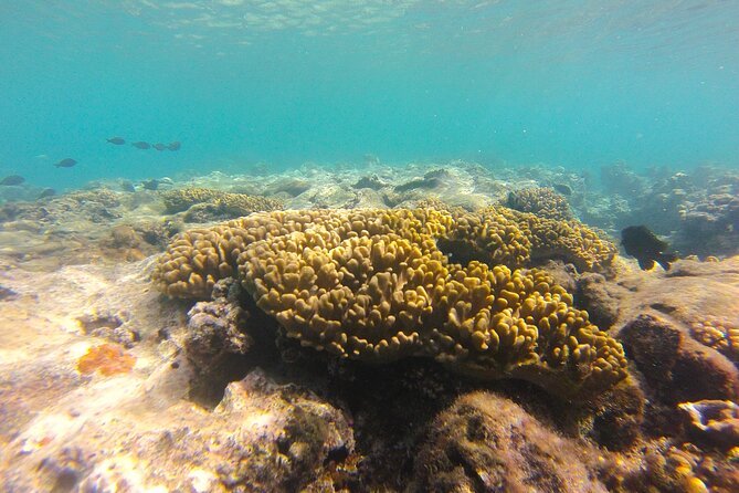 Dive Into Paradise: Snorkel Adventure at Paradise Cove - Coral planting and responsible snorkeling